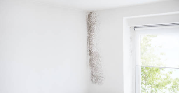 Best Air Quality Testing for Mold Spores  in Waipio Acres, HI