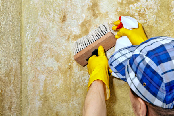 Best Real Estate Mold Inspection  in Waipio Acres, HI