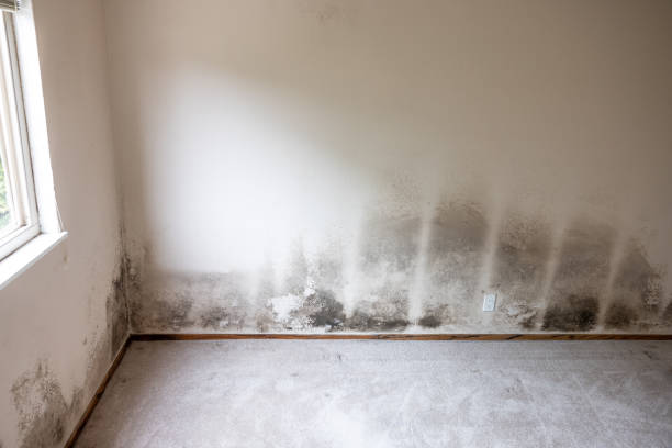 Mold Remediation for Rental Properties in Waipio Acres, HI