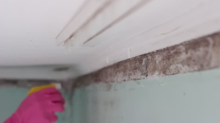 Best Emergency Mold Remediation  in Waipio Acres, HI